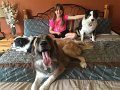 Jess_DogsInBed (2)